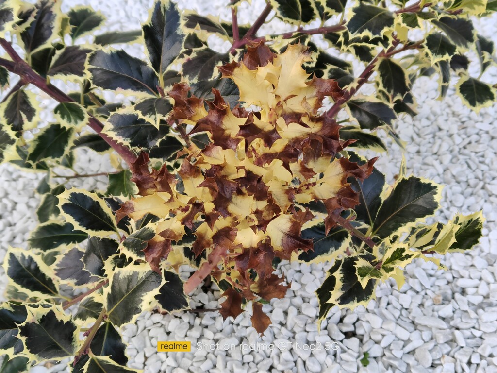 Realme GT NEO2 2xZOOM fotka