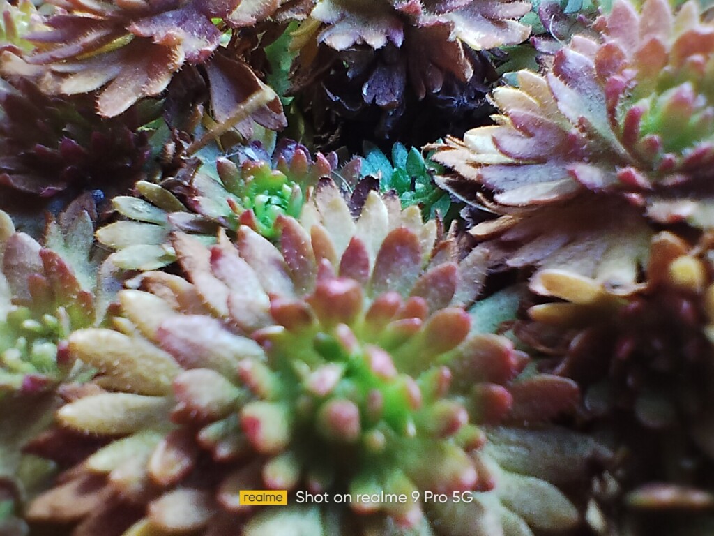 Realme 9 Pro fotka focená v makro režimu