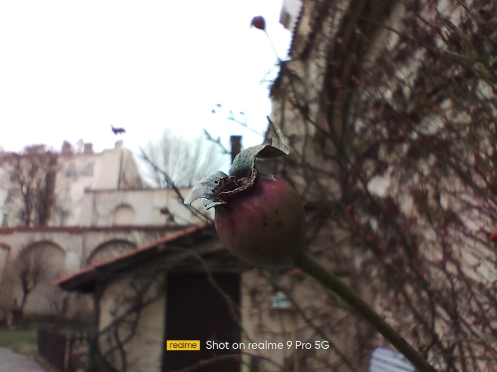Realme 9 Pro fotka focená v makro režimu