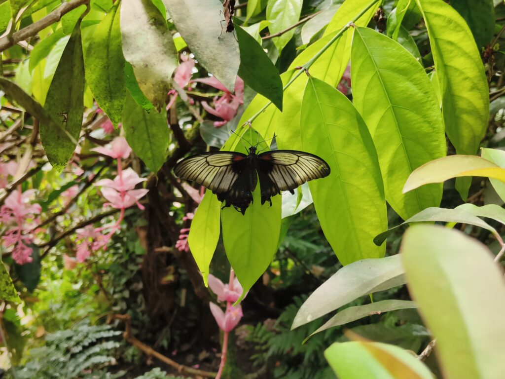 realme gt neo 3 fotka s 2x ZOOM